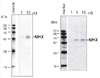 Na+/H+ antiporter, sodium/hydrogen exchanger in the group Antibodies Plant/Algal / Membrane Transport System / Vacuolar membrane at Agrisera AB (Antibodies for research) (AS09 484)